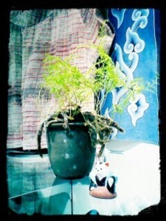 IMG_20130725_133324-225x300_コピー