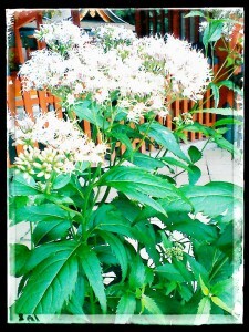 IMG_20131008_115117-225x300