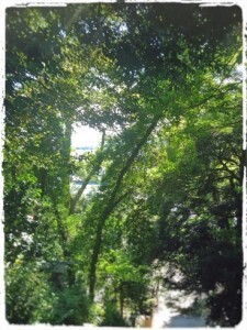 2015sengenao-225x300