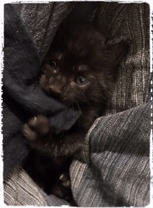 E04208A0-D450-4E7C-B6D7-ADC86E7EB448-221x300