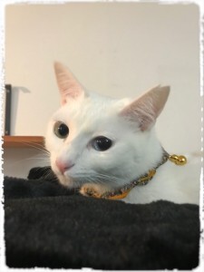 07D28900-7448-405E-8DE6-DFBFDC16FE8B-225x300