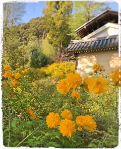 48485EFD-09A9-4FC7-BC03-36B04B2A2F25-244x300