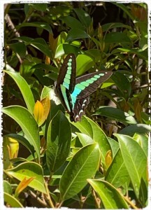 36A15880-BDB4-433F-BC84-E2B14F8599C1-216x300