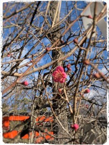 64632F7C-1B13-4575-A705-D3C0D75BF917-225x300