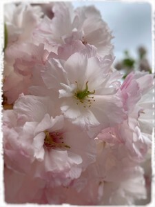 EB346534-0724-4042-BBA2-431AAF845442-225x300